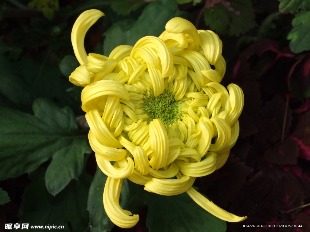 美菊