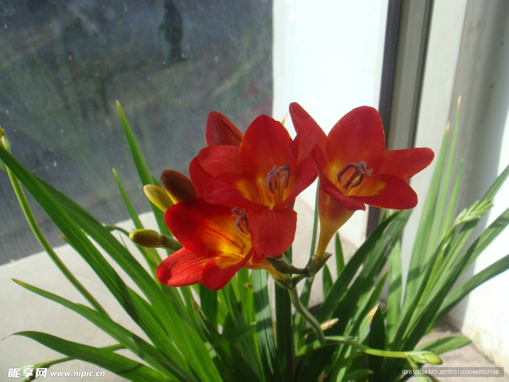 朱頂紅 花卉 花 花卉照片 花卉素材