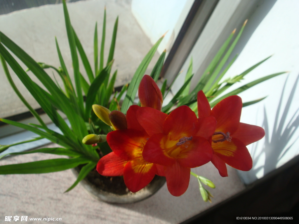 朱頂紅 花卉