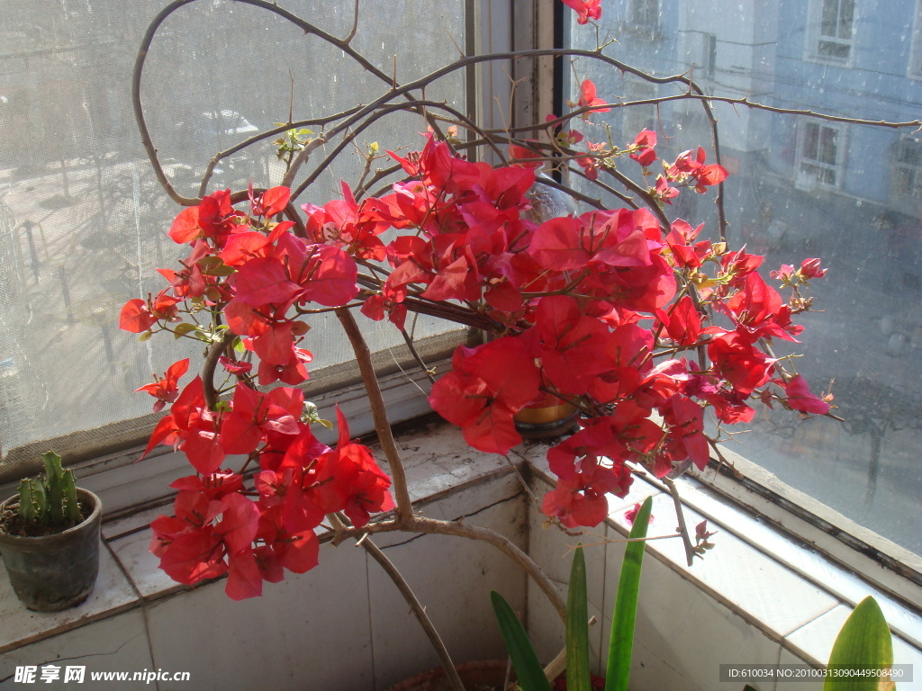 花卉 三葉梅