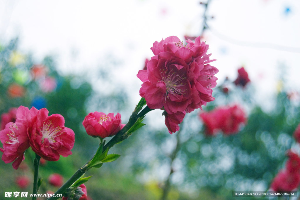 桃花