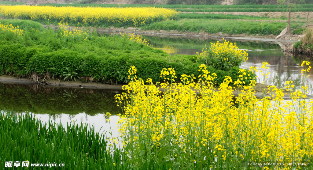 油菜花