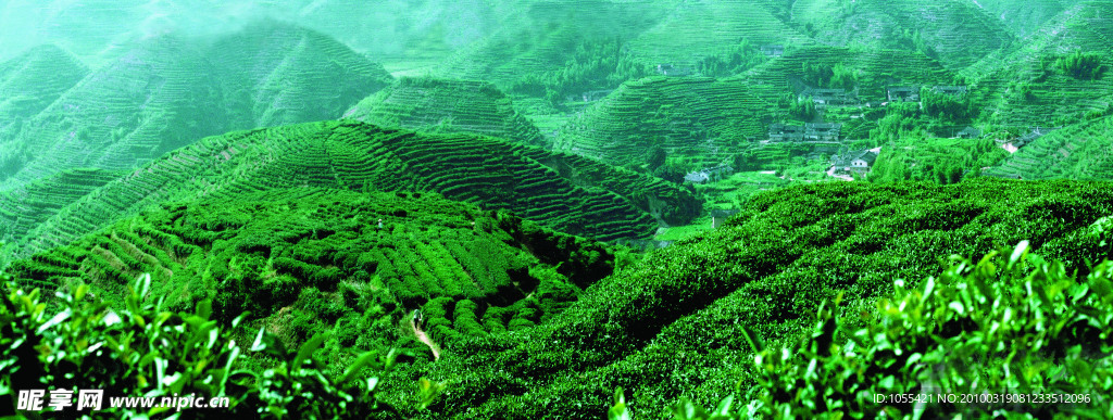 茶園高清風景圖片