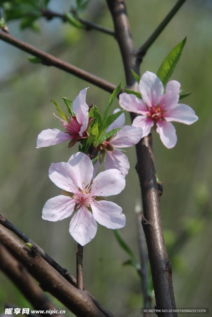 桃花