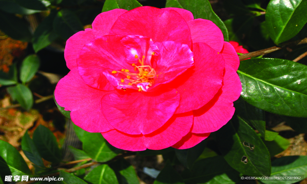 茶花