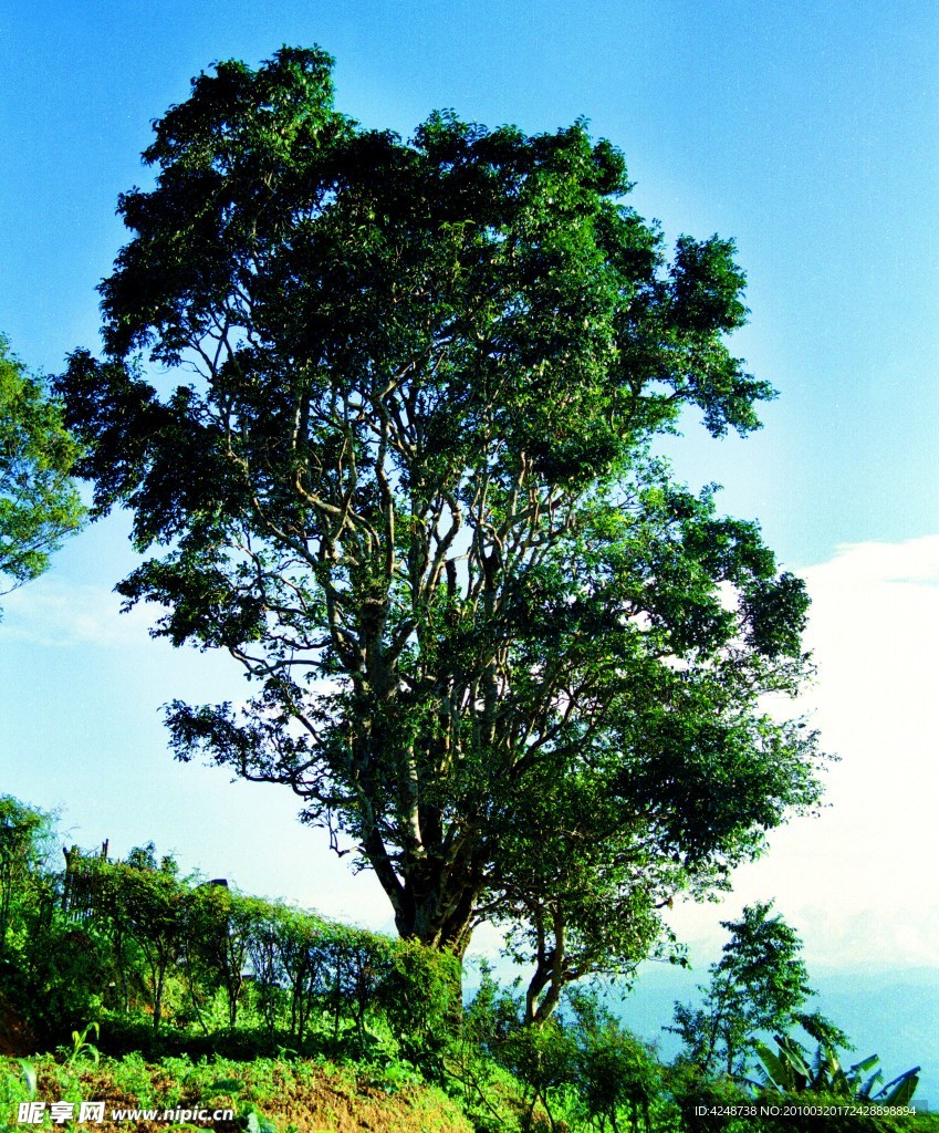 茶樹