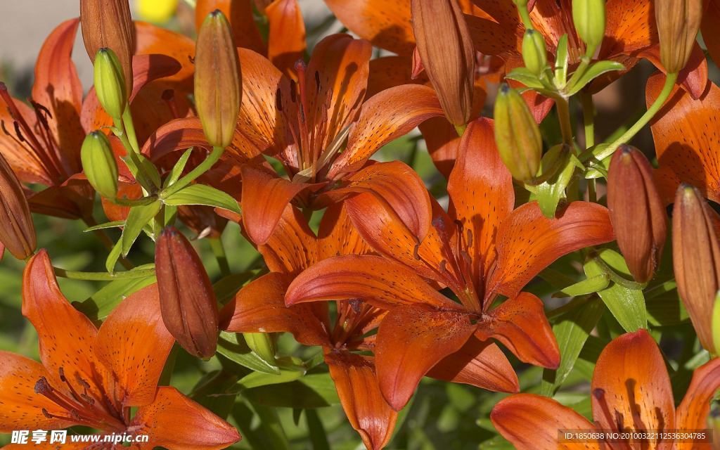 紅色百合