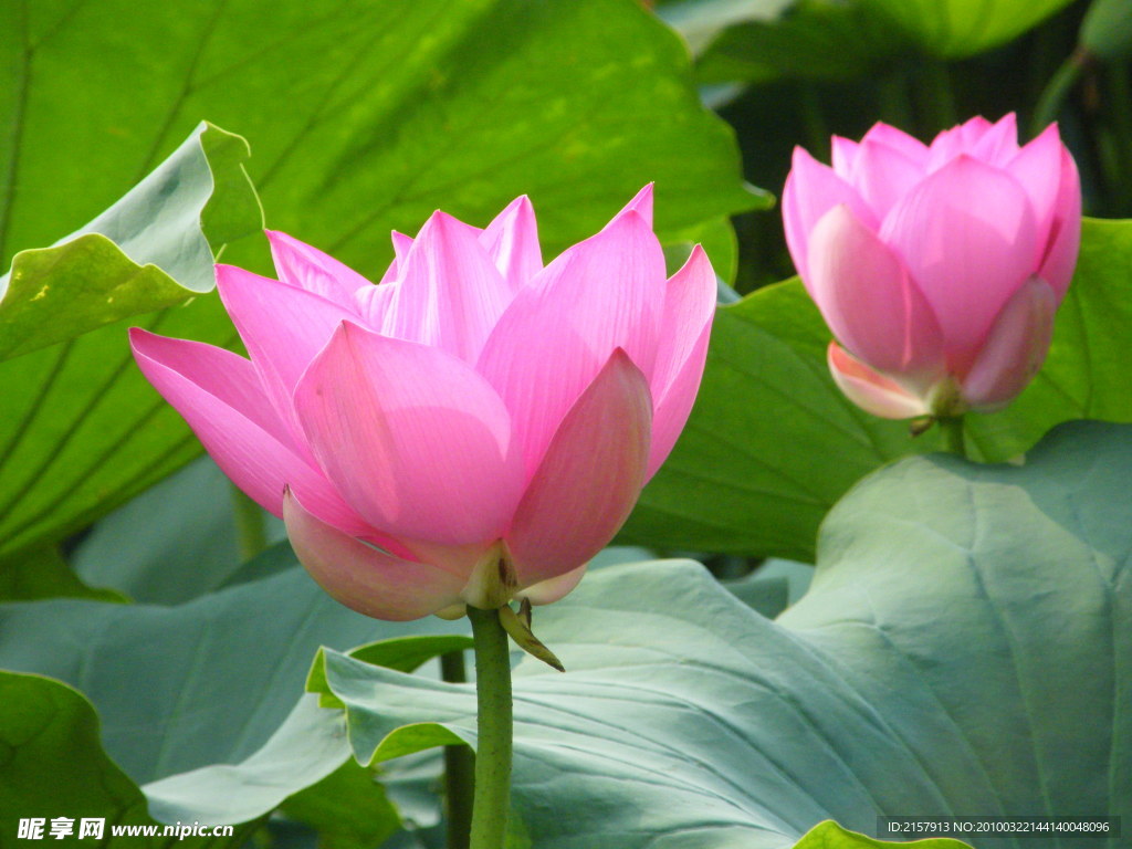 荷花3