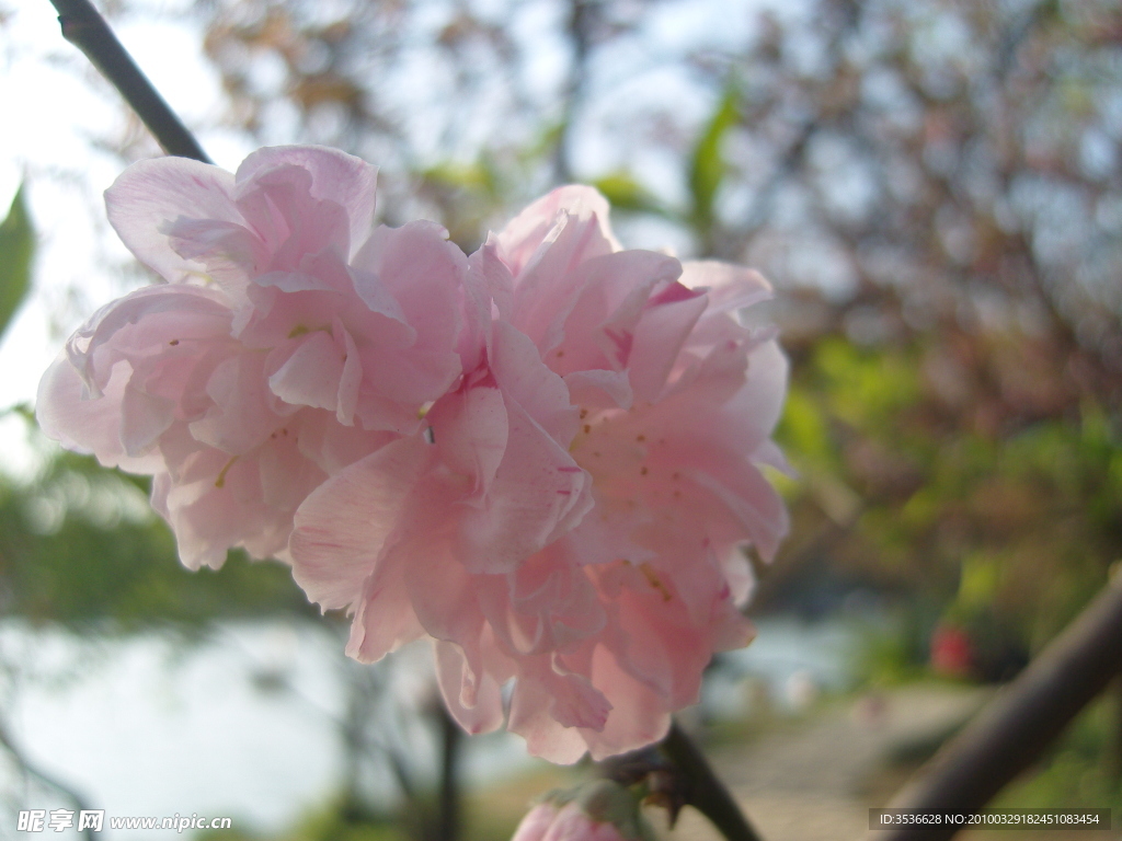 櫻花