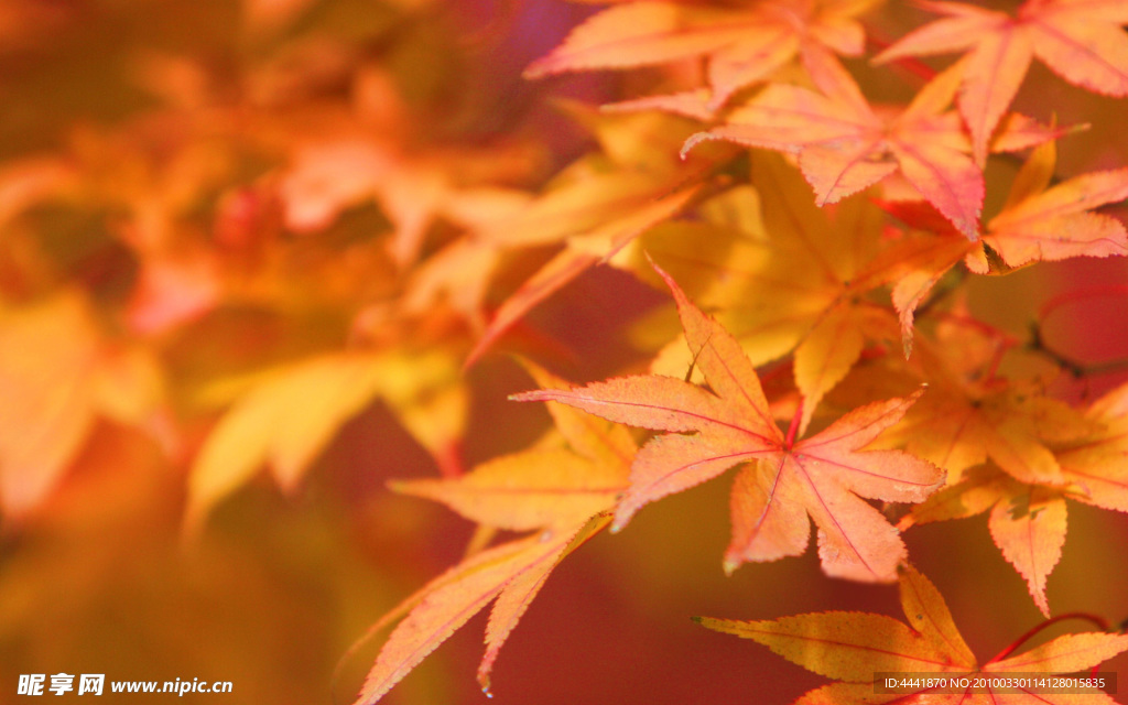 紅楓葉