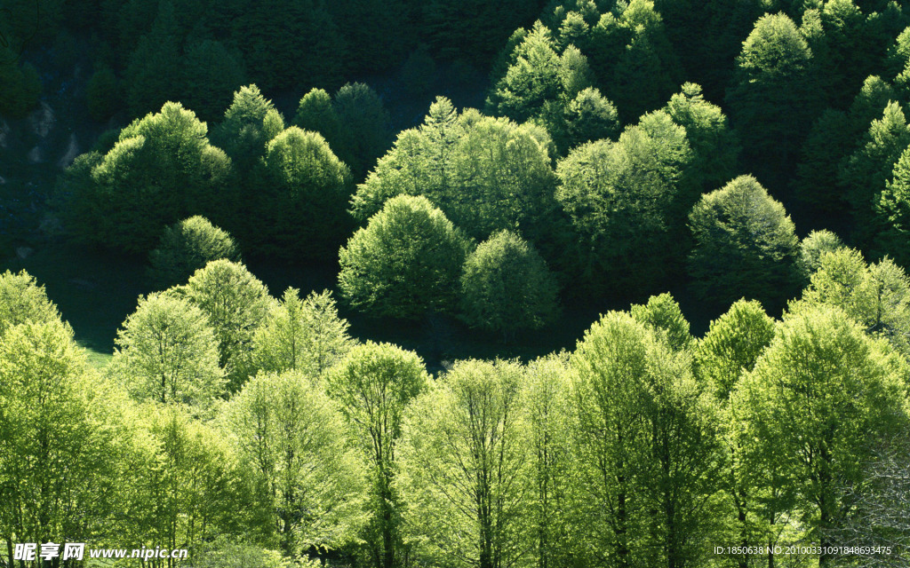 山間樹林