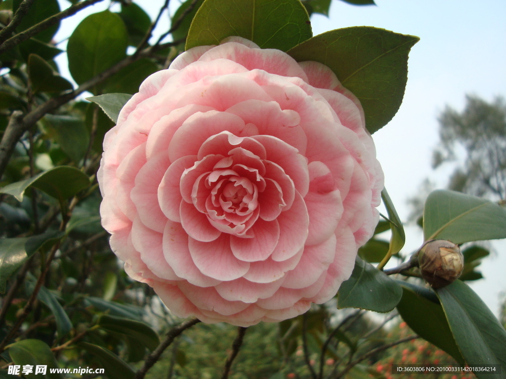 茶花