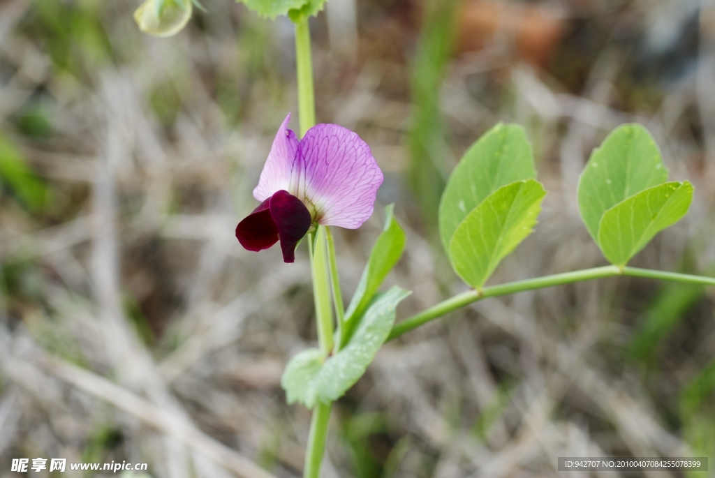 豌豆花 小花