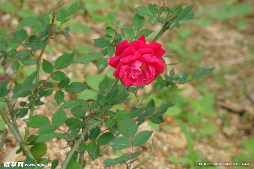月季花