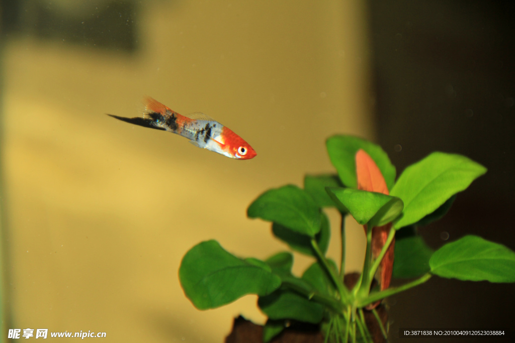 熱帶魚