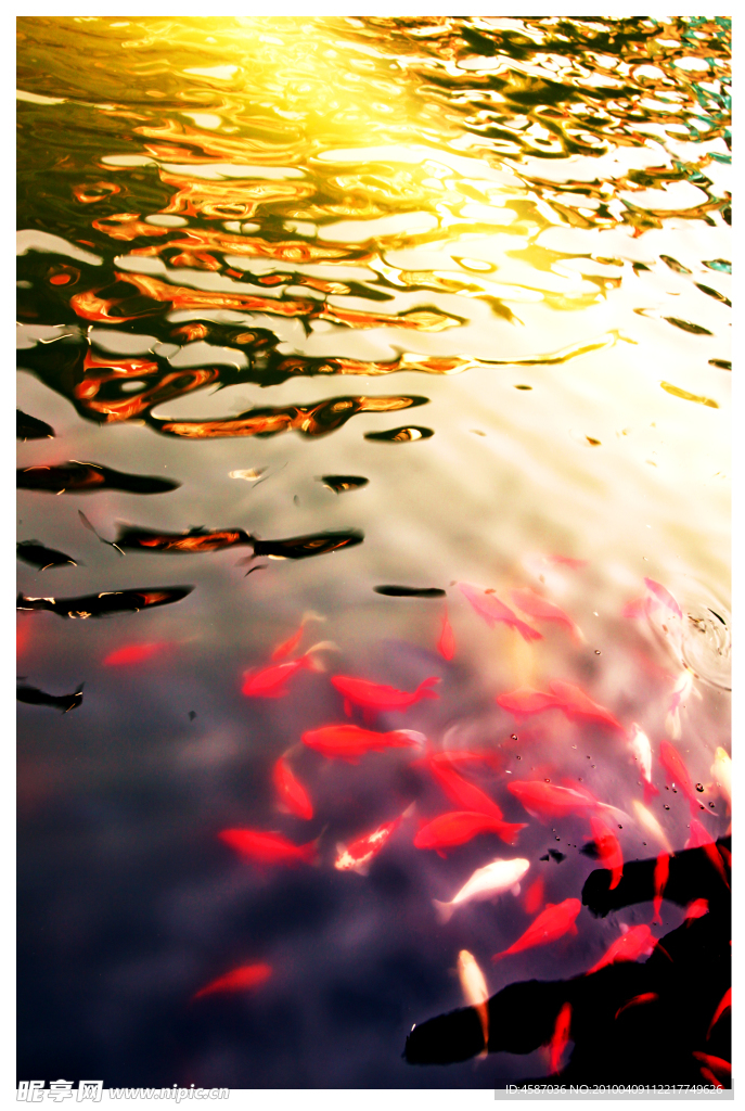 陽光下的魚群