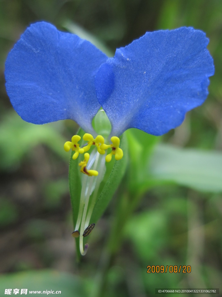 二月藍(lán)