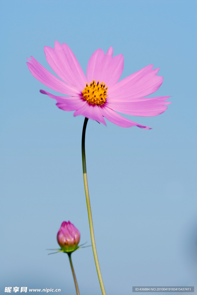 波斯菊