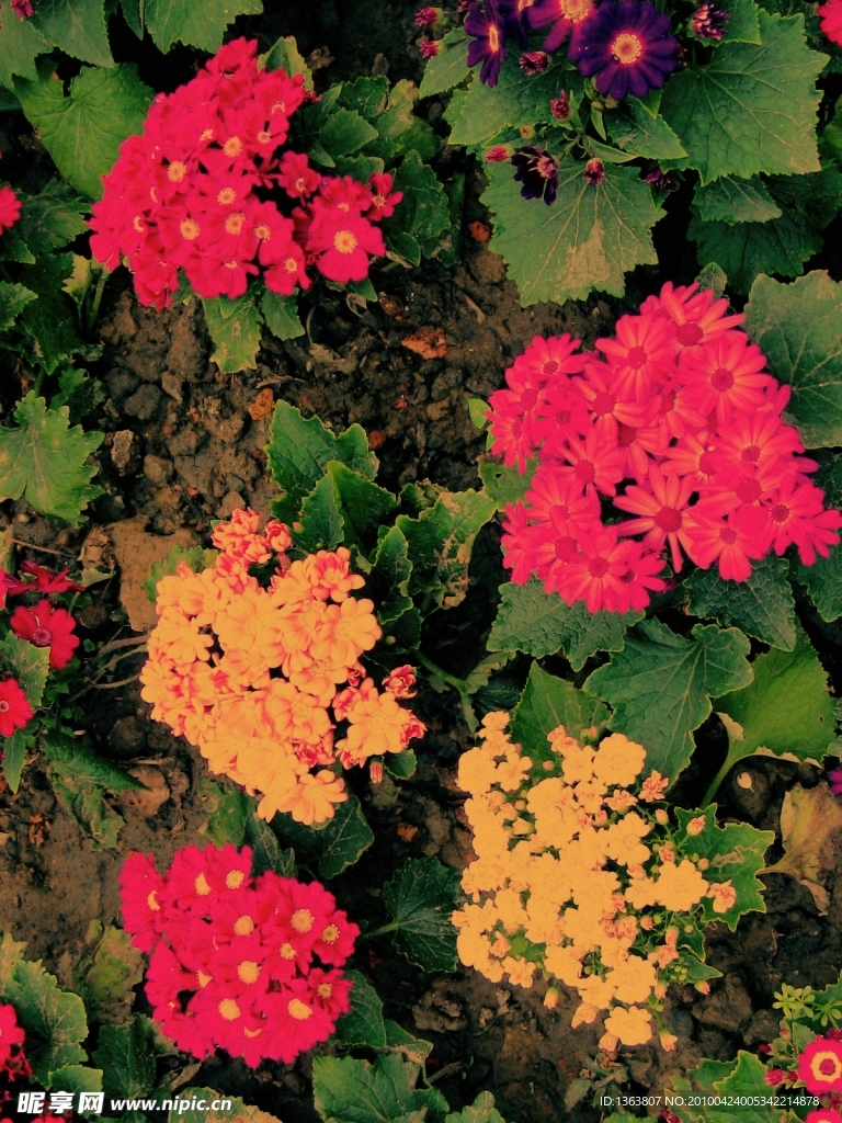 花卉
