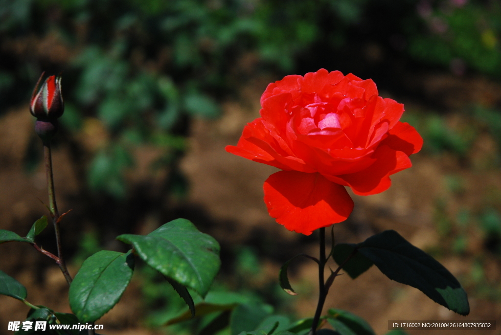 月季花