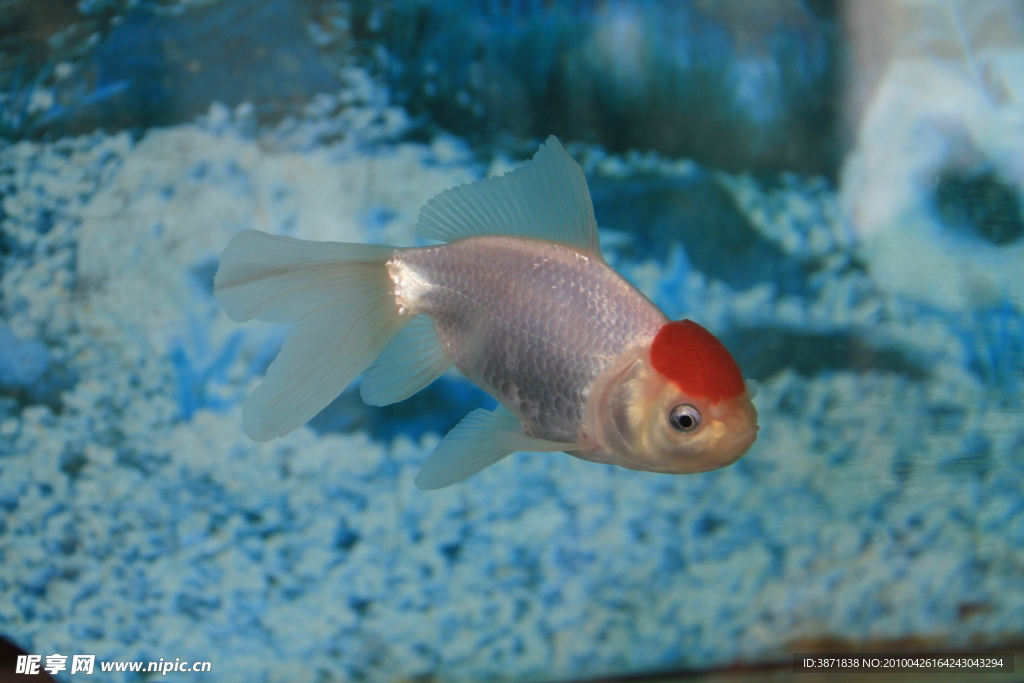紅頂金魚