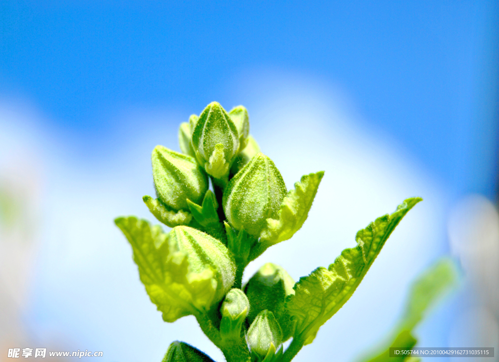 綠叢中的含苞 花蕾