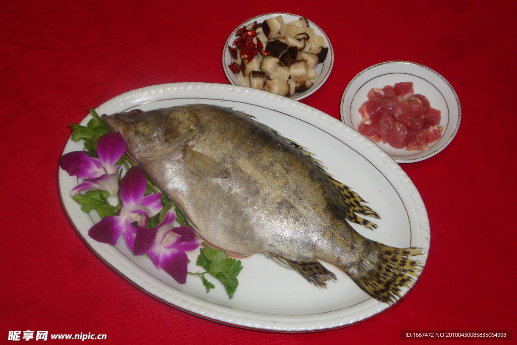 桂魚