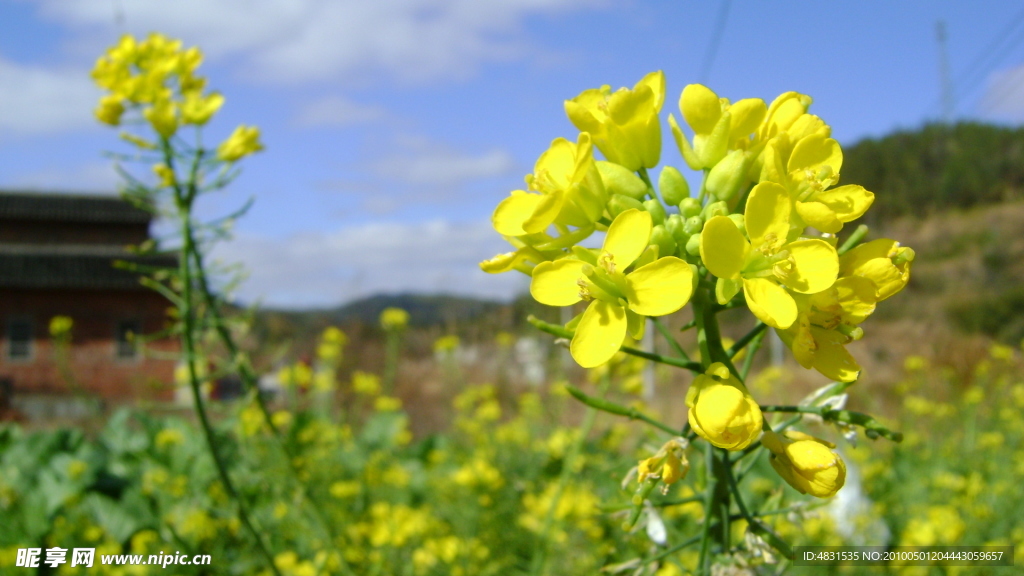 油菜花