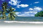 夏日蓝天海滩椰树