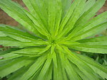 野草