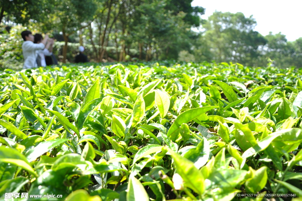 揭西京明茶園