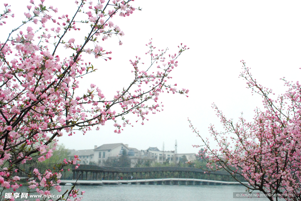 桃花岸