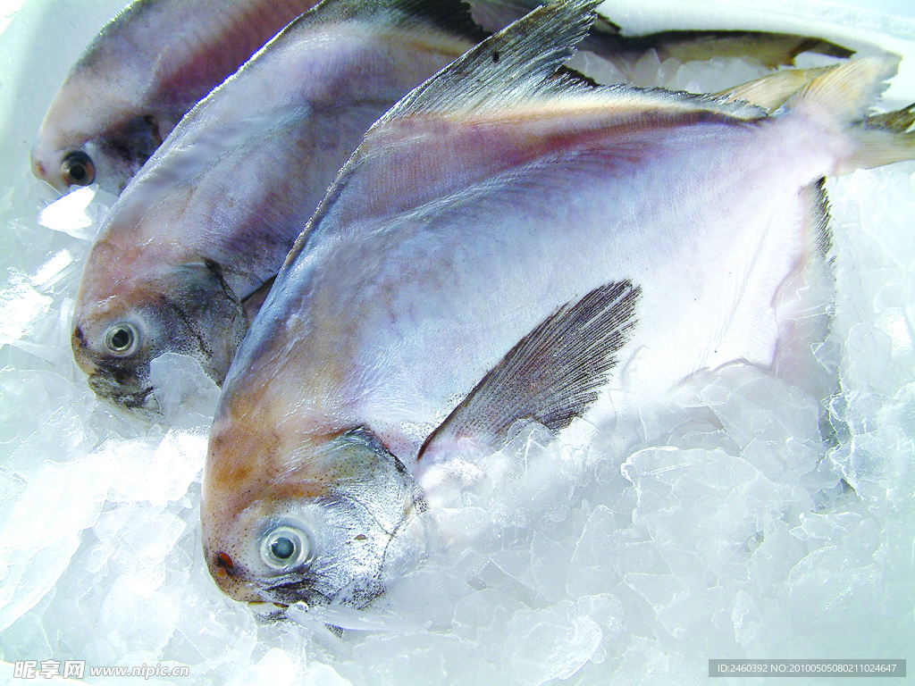 冷凍冰魚