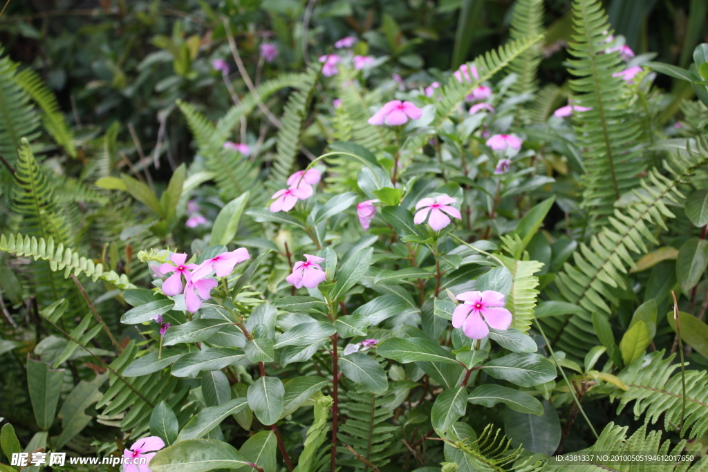 長春花
