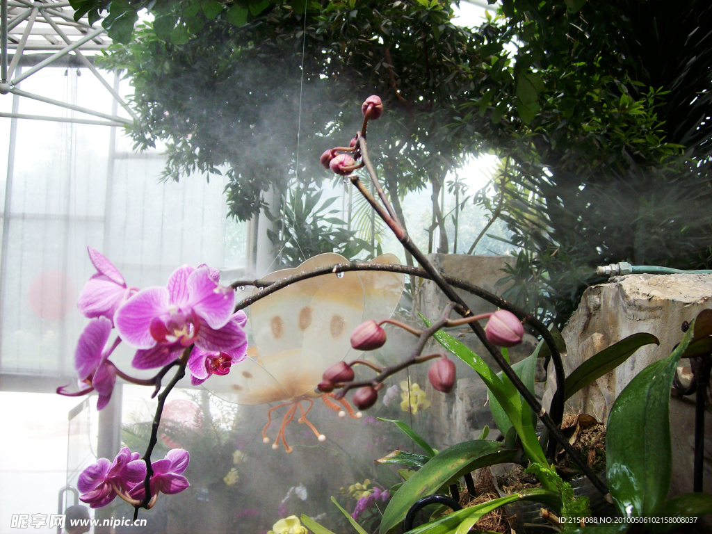 水露蘭花