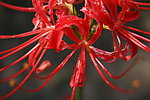 曼珠沙華