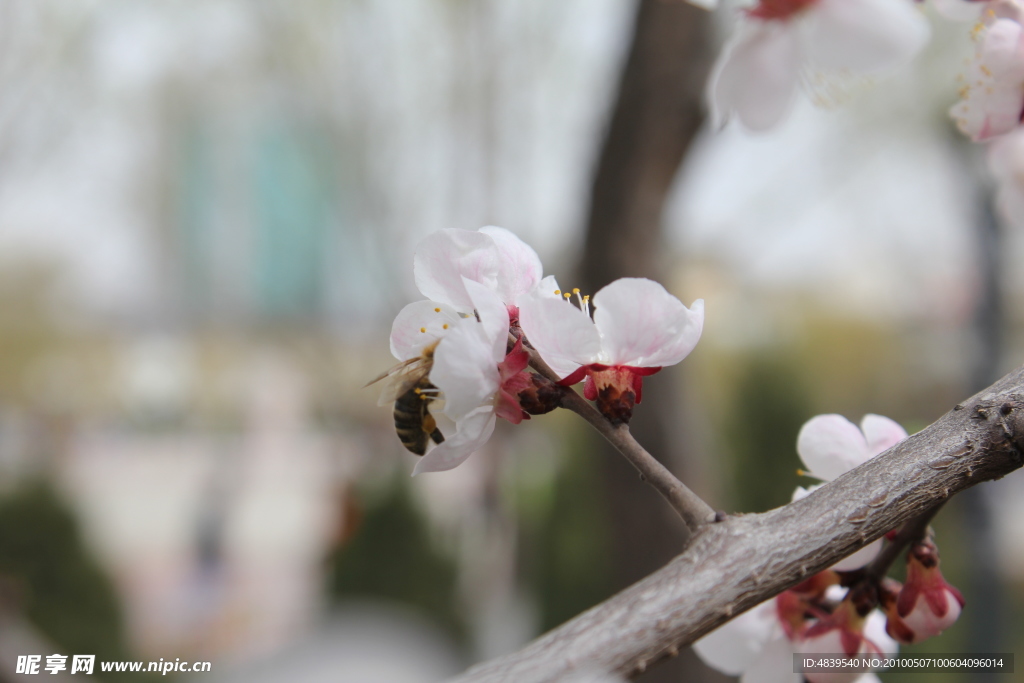 勤勞的蜜蜂