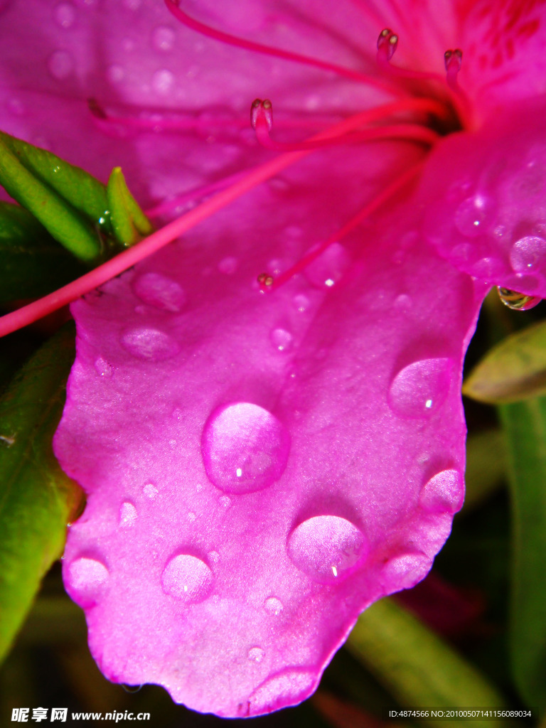 花瓣