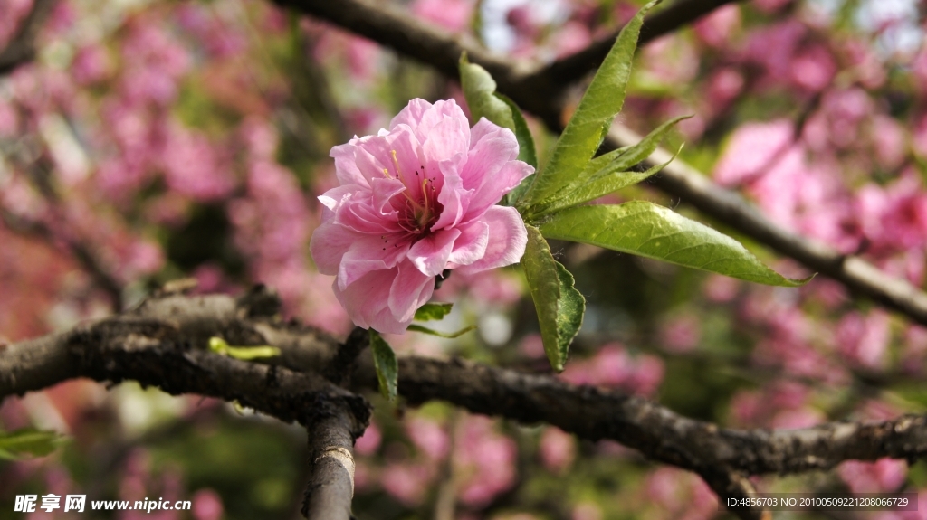 櫻花