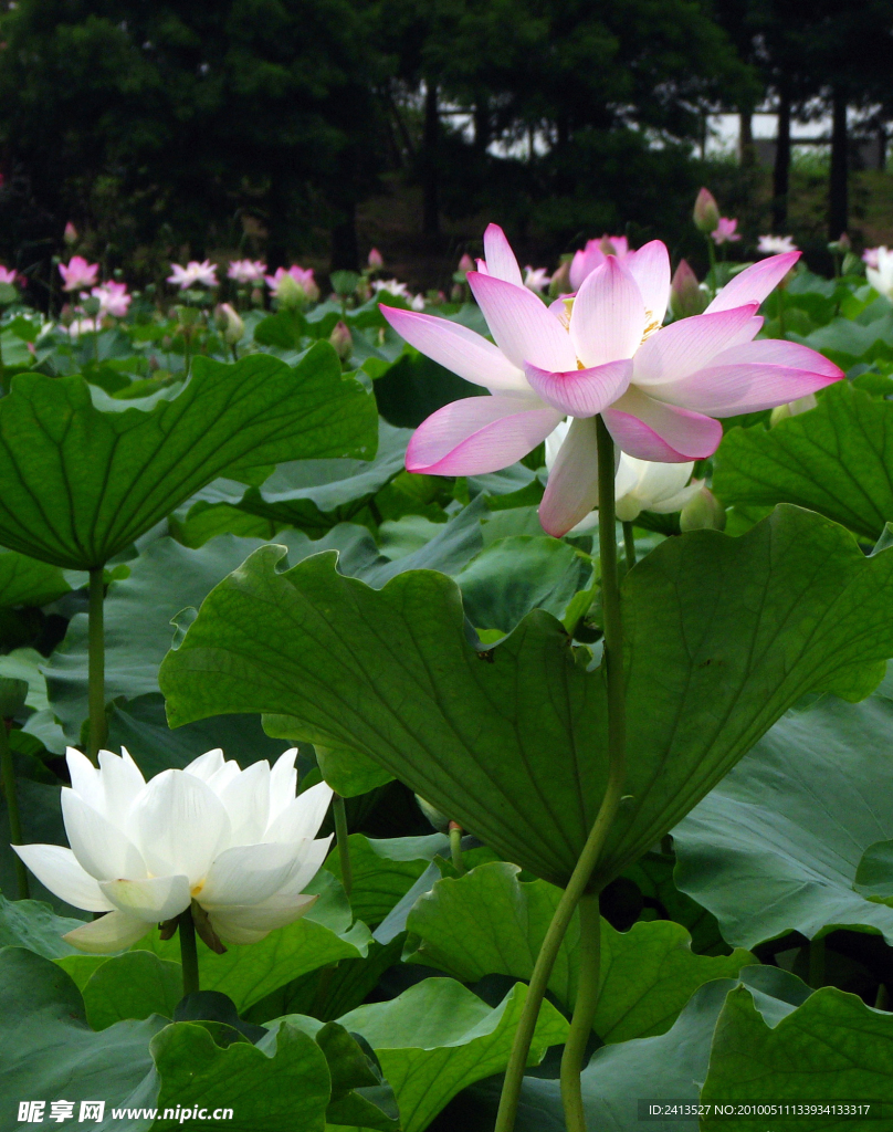 爭(zhēng)芳斗艷