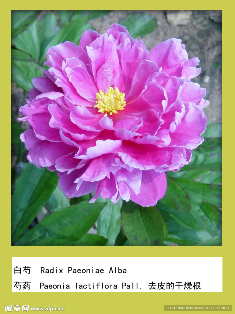 浙江八味素材 白芍