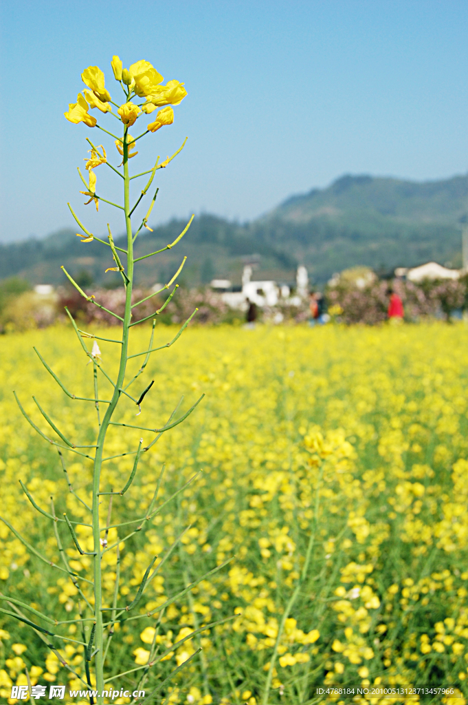 徽州油菜花