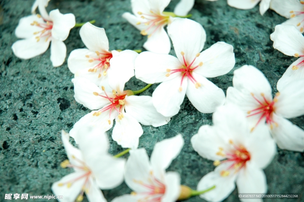 油桐花開的季節