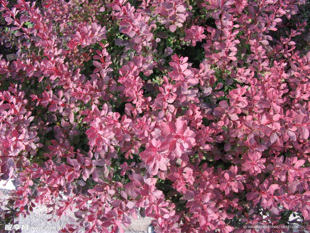 植物攝影圖