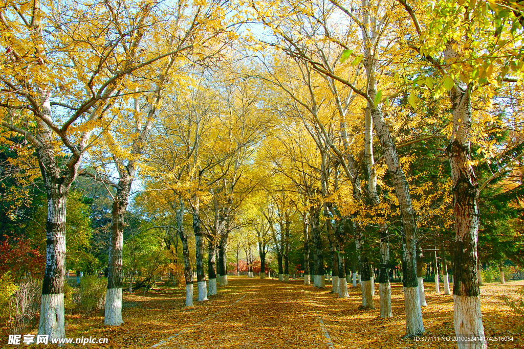 秋天的林荫大道