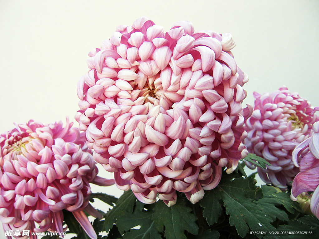 漂亮紫菊花