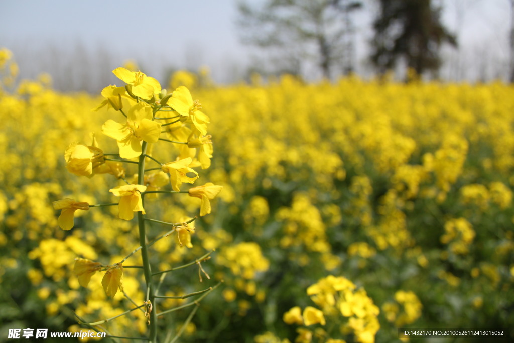 油菜花圖