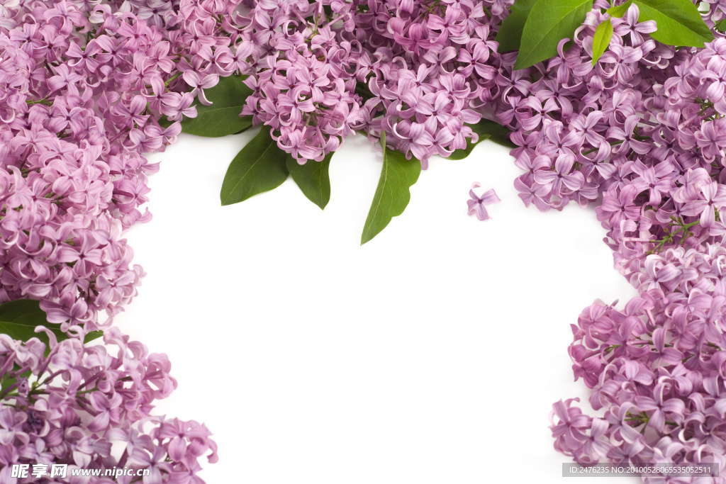 丁香花
