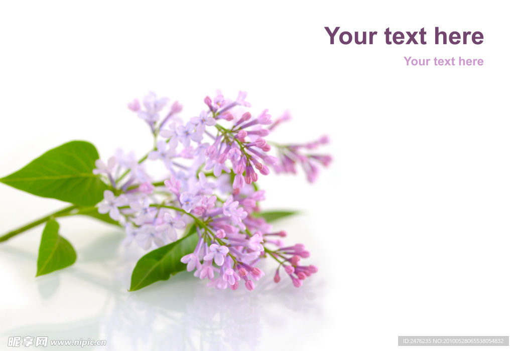 丁香花