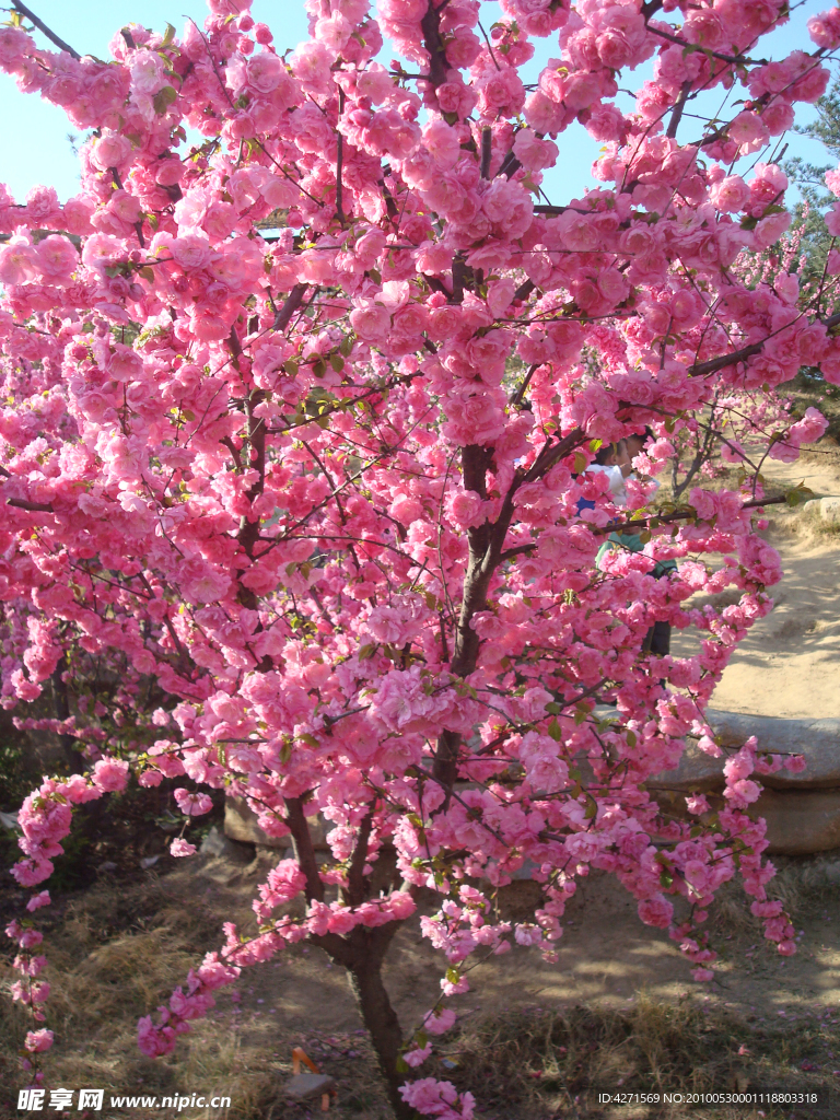 春天桃花